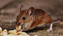 24 Hour & Emergency Exterminators in Montclair, VA